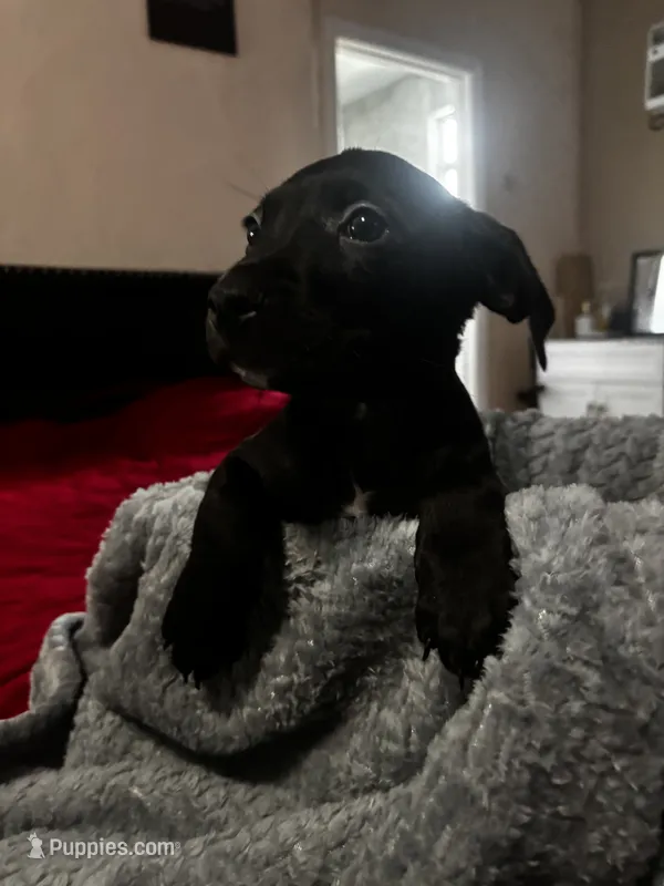 luna – American Pit Bull Terrier, Labradoodle puppy for sale in Leesburg, FL