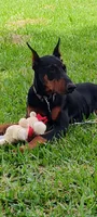 Lulu pups, a male Doberman Pinscher for sale in Madison, FL – Photo 1 of 5