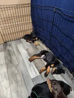 Lulu pups, a male Doberman Pinscher for sale in Madison, FL – Photo 4 of 5