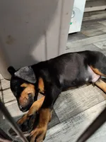 Lulu pups, a male Doberman Pinscher for sale in Madison, FL – Photo 3 of 5