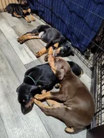 Lulu pups, a male Doberman Pinscher for sale in Madison, FL – Photo 5 of 5