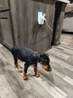 Tanny, a female Doberman Pinscher for sale in Madison, FL – Photo 3 of 3