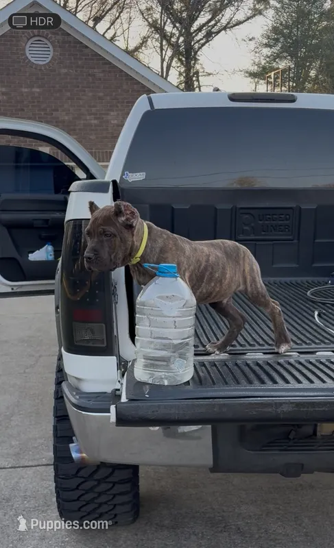 Cane – Cane Corso puppy for sale in Birmingham, AL