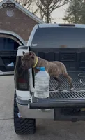 Cane, a male Cane Corso for sale in Birmingham, AL – 1 of 1