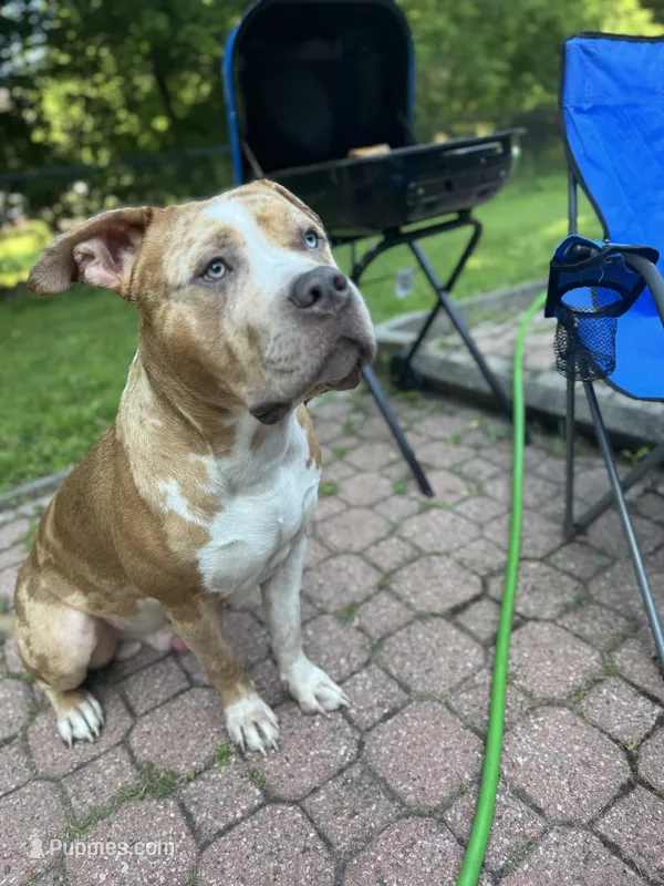 Jupiter – American Bully puppy for sale in Fort Drum, NY