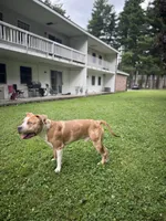 Jupiter, a male American Bully for sale in Fort Drum, NY – 3 of 4