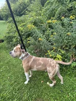 Jupiter, a male American Bully for sale in Fort Drum, NY – 2 of 4