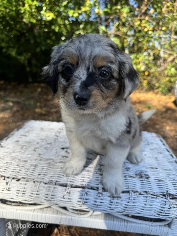 Lily – Chipoo puppy for sale in Fort Myers, FL