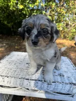 Lily, a female Chipoo for sale in Fort Myers, FL – Photo 1 of 2