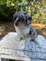 Lily, a female Chipoo for sale in Fort Myers, FL – Photo 2 of 2