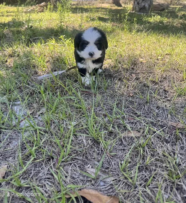 Panda  – Chipoo puppy for sale in Fort Myers, FL