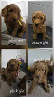 BLUE, a male Goldendoodle for sale in Battle Creek, MI – 2 of 9