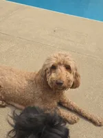 BLUE, a male Goldendoodle for sale in Battle Creek, MI – 7 of 9