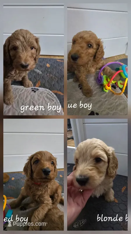 BLUE – Goldendoodle puppy for sale in Battle Creek, MI