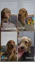 BLUE, a male Goldendoodle for sale in Battle Creek, MI – 1 of 9