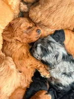MERLE, a female Goldendoodle for sale in Battle Creek, MI – 2 of 4