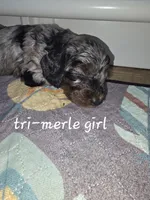MERLE, a female Goldendoodle for sale in Battle Creek, MI – 3 of 4