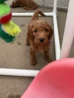 BLUE, a male Goldendoodle for sale in Battle Creek, MI – 5 of 9