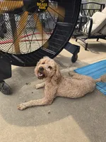 BLUE, a male Goldendoodle for sale in Battle Creek, MI – 8 of 9