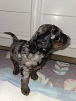 MERLE, a female Goldendoodle for sale in Battle Creek, MI – 4 of 4
