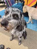 BLUE, a male Goldendoodle for sale in Battle Creek, MI – 9 of 9