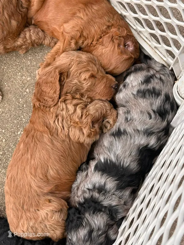 MERLE – Goldendoodle puppy for sale in Battle Creek, MI