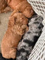 MERLE, a female Goldendoodle for sale in Battle Creek, MI – 1 of 4