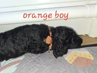 BLUE, a male Goldendoodle for sale in Battle Creek, MI – 4 of 9