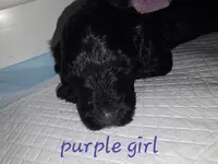 BLUE, a male Goldendoodle for sale in Battle Creek, MI – 6 of 9
