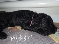 BLUE, a male Goldendoodle for sale in Battle Creek, MI – 3 of 9