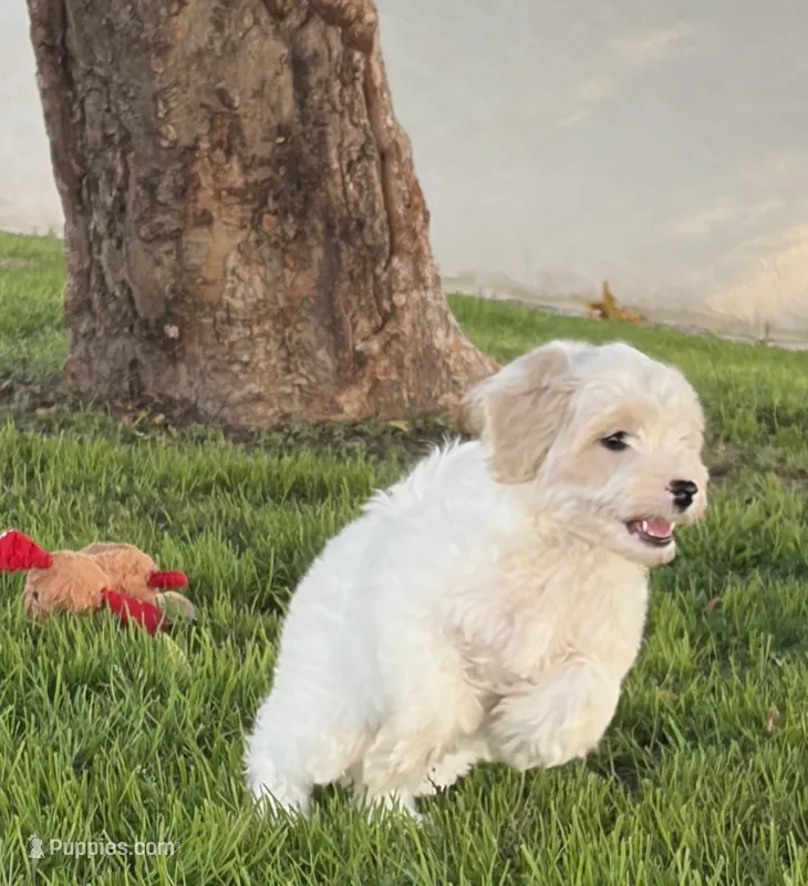 Buddy  – Maltipoo puppy for sale in Downey, CA