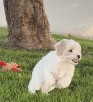 Buddy , a male Maltipoo for sale in Downey, CA – 1 of 7