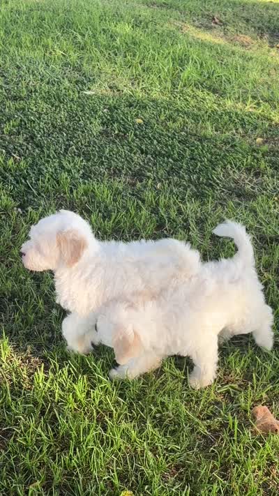 Buddy , a male Maltipoo for sale in Downey, CA – 6 of 7