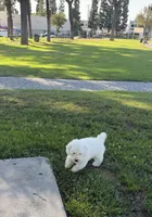 Blitz , a male Poodle - Standard  for sale in Downey, CA – 6 of 6