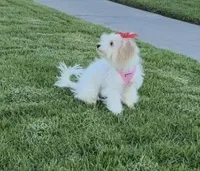 Toxi, a female Maltipoo for sale in Paramount, CA – 2 of 6