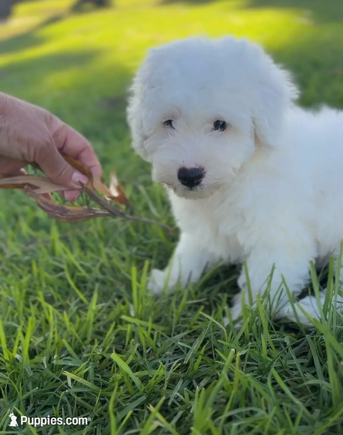 Blitz , a male Poodle - Standard  for sale in Downey, CA – 1 of 6