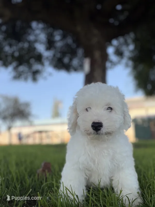 Blitz  – Poodle - Standard  puppy for sale in Paramount, CA