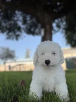 Blitz , a male Poodle - Standard  for sale in Paramount, CA – 1 of 5