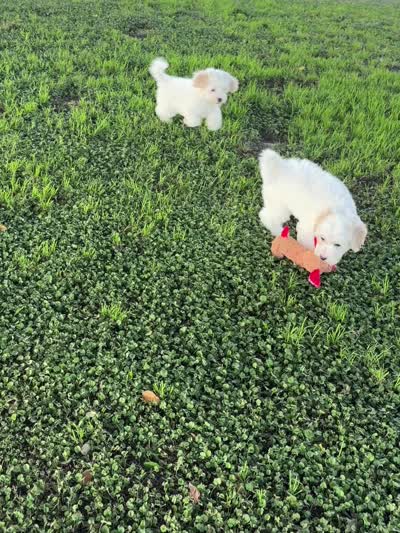 Buddy , a male Maltipoo for sale in Downey, CA – 5 of 7