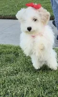 Toxi, a female Maltipoo for sale in Paramount, CA – 4 of 6