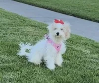 Toxi, a female Maltipoo for sale in Paramount, CA – 3 of 6