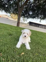 Buddy , a male Maltipoo for sale in Downey, CA – 4 of 7