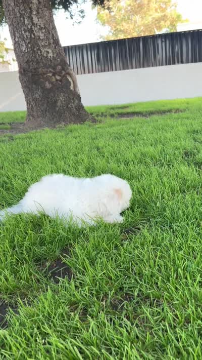 Buddy , a male Maltipoo for sale in Downey, CA – 7 of 7