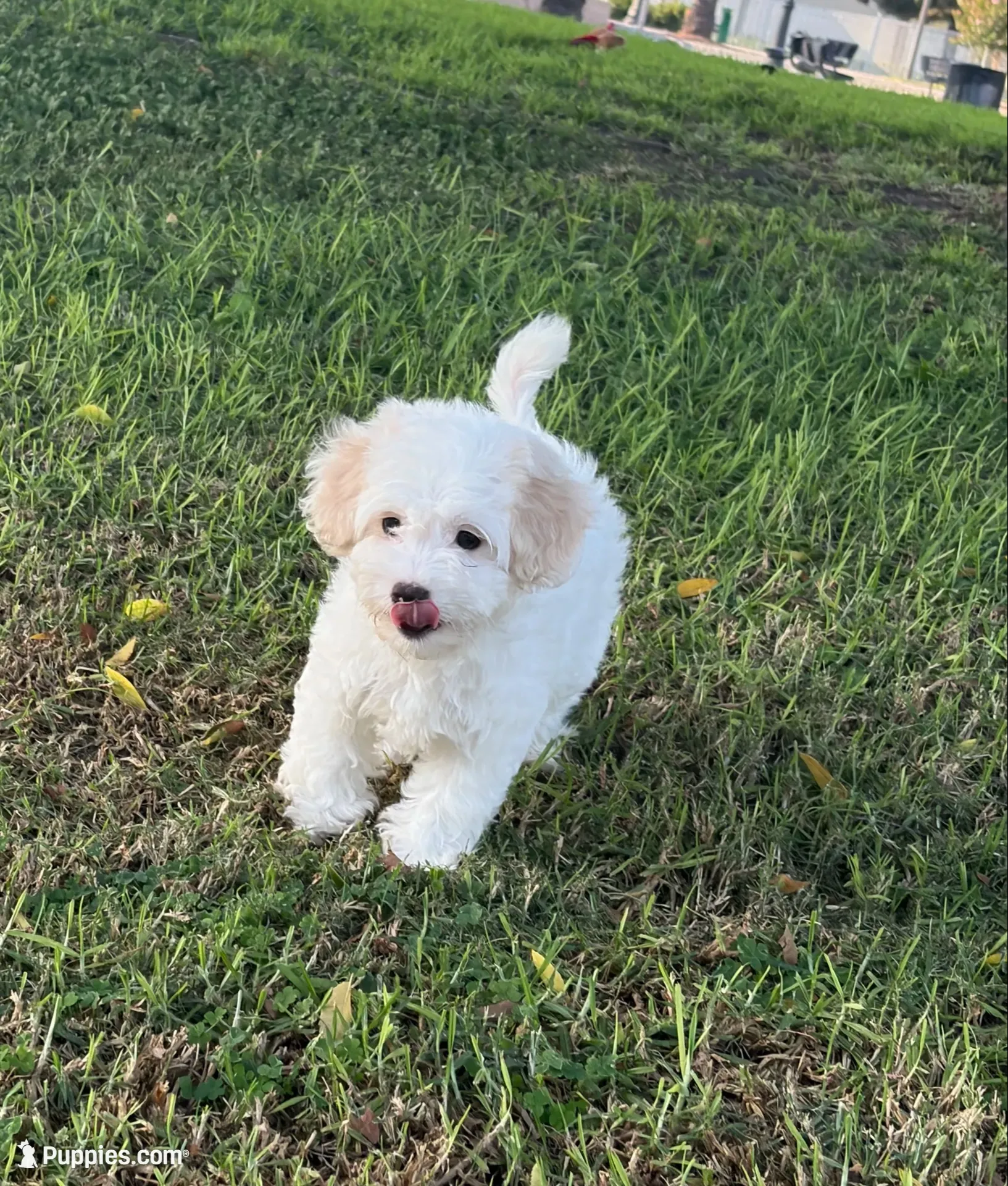 Buddy , a male Maltipoo for sale in Downey, CA – 3 of 7