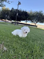 Blitz , a male Poodle - Standard  for sale in Paramount, CA – 3 of 5