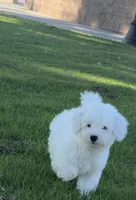 Blitz , a male Poodle - Standard  for sale in Downey, CA – 4 of 6