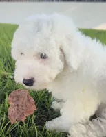 Blitz , a male Poodle - Standard  for sale in Downey, CA – 2 of 6