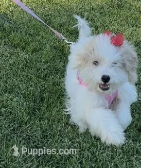 Toxi – Maltipoo puppy for sale in Paramount, CA