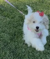Toxi, a female Maltipoo for sale in Paramount, CA – 1 of 6