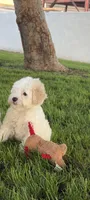 Buddy , a male Maltipoo for sale in Downey, CA – 2 of 7